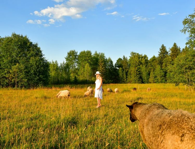 A woman in a white dress standing among sheep in a sunny Estonian meadow with lush greenery.