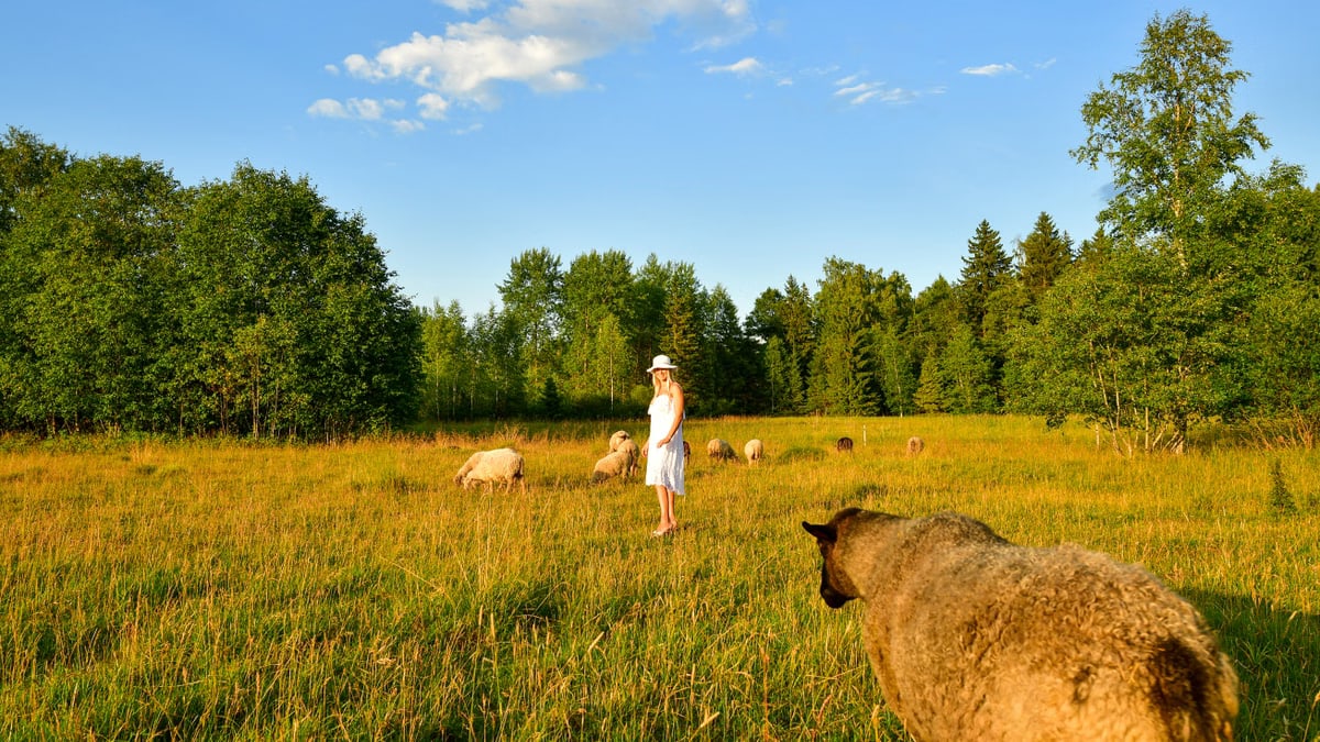 A woman in a white dress standing among sheep in a sunny Estonian meadow with lush greenery.